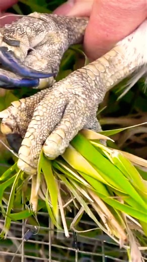 Huge Talons on this red-tail hawk #falconry #birdsofprey #shorts