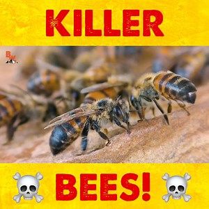 Coyote comes FACE TO FACE with a swarm of KILLER BEES! | Coyote Peterson