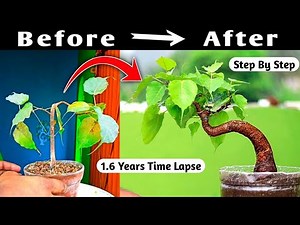 Growing Your Own Sacred Ficus Bonsai