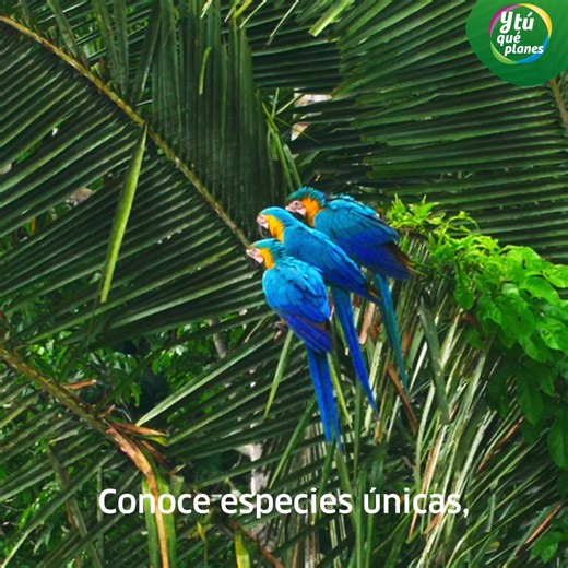 El Biofest te espera del 03 al 30 de mayo 🌿 Ven a Madre de Dios y siente el poder de la naturaleza. ¡Vívelo en Perú! 🇵🇪 #YTuQuePlanes #Biofest #MadreDeDios | Visit Peru