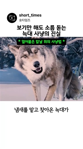 보기만 해도 소름 돋는 늑대 사냥의 진실