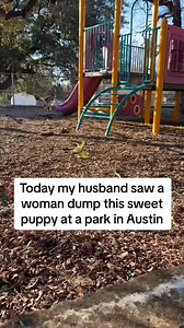 1.8M views · 10K reactions | What should I name her? #shelterdog #dogrescue #rescue #adoptdontshop #florida #ohio #miami #illinois #dog #dogshelter #animalshelter #animalrescue #foster #adopt #california #newyork #washington #texas #detroit #arizona #lasvegas #uk | Camilla Araujo | Facebook