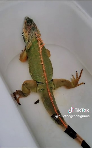 CAUTION: Lizard Poop💩 Yinz ever heard a lizard fart? #iguana #iguanas #iguanaiguana #iguanasofinstagram #greeniguana #greeniguanas #greeniguanasofinstagram #reptile #reptiles #reptilelover #herptile #herpetoculture #herpetology #herpetologist #lizard #lizards #lizardsofinstagram #adoptashelterpet #adoptdontshop #adopt #rescue #rescuepetsofinstagram #petsoftiktok #exoticpetsoftiktok #rescuepetsoftiktok #iguanasoftiktok #lizardsoftiktok #reptilesoftiktok #fart #fartsarefunny #fartsfordays