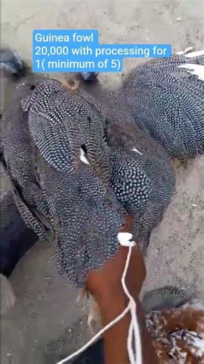 Guinea fowl 20,000 with processing for 1( minimum of 5) #africanimals #ostrich#meatlovers #whitemeat
