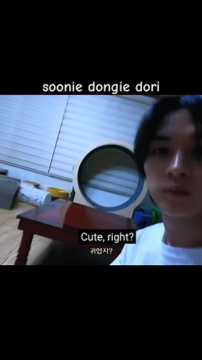 Lee Know and His Cats: A Heartwarming Compilation