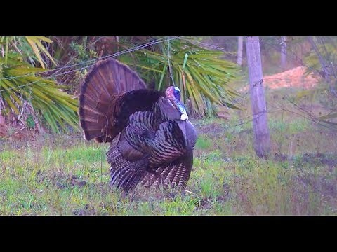 Wild Turkey {Catch Clean Cook} Opening Day Success!