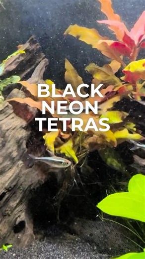 Black Neon Tetra! #tropicalfish #aquarium #fishtank