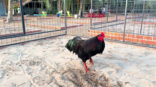 Con cưng vô chế độ đặc biệt đoán xuân 🥰🏆