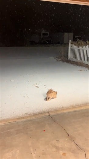 What's this? 😻 | Yes We Canada