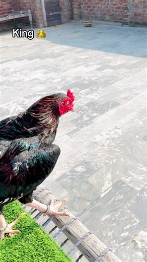 Unfreeze My TikTok Account Explained