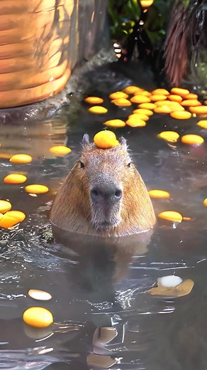 189K views · 3.4K reactions | Top 10 Rodents You Must See: Species You Didn't Know Existed! This list will introduce you to some of the planet's most extraordinary and unexpected rodents. Prepare to be captivated by their beauty, intelligence, and surprising abilities. #rodents #top10 #Wildlife #cuteanimals #capybara | 1 Minute Animals | Facebook