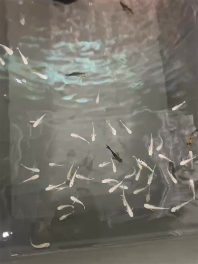 Bubble and Fins on Reels