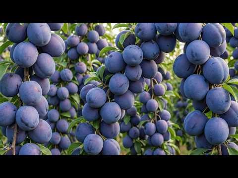 How Damson Plum Is Grown | Trees Loaded With Oversized Deep Purple Fruits