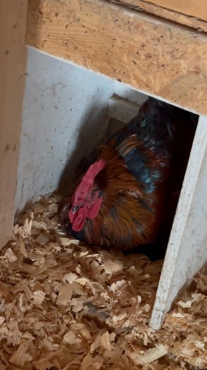 If you were to ask me what a good rooster is, this would be an example of good rooster behavior. Bruno is our 3 1/2 year old Marans rooster and he’s preparing this nesting box after I cleaned the coop. He’s making sure it’s good enough for them and calling to encourage them to come lay eggs! | McFarland Farms