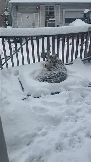 Siberian Husky Enjoys Laying Out In Snow || ViralHog