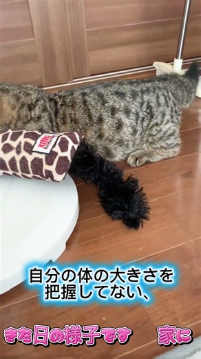 生後7ヶ月までペットショップにいた猫。どんな所が違うかな？#マンチカン#短足#猫