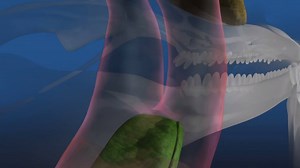 22 reactions | A beautiful explanation of the anatomy & process of how cetaceans (in this case dolphins), including the orca uses echolocation. Be sure to check out our earlier clips for examples of just how incredible hearing the orcas underwater can be -> https://goo.gl/6Inp4j | Arctic Freediving - Freedive With Orca | Facebook