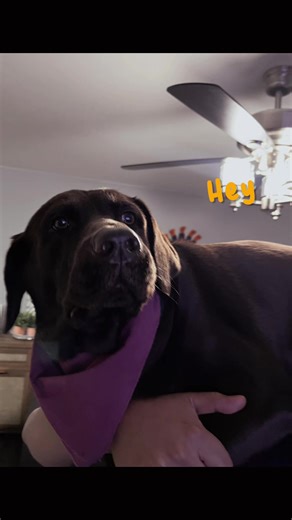 #labrador #cat #🦮 #family #love