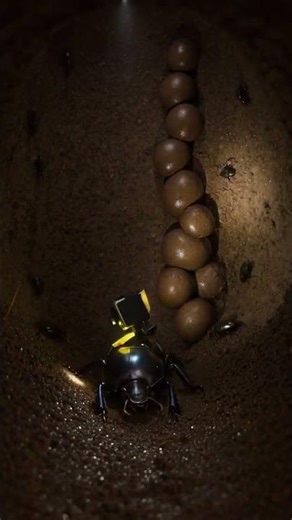 The Dung Beetle (Scarabaeidae)