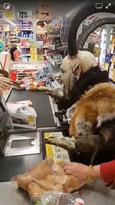 1.3M views · 619 reactions | When you go shopping after the party and things get weird... | Trancentral | Facebook