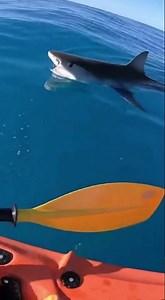 Kayak Fishing Panic Tiger Shark Bumps!