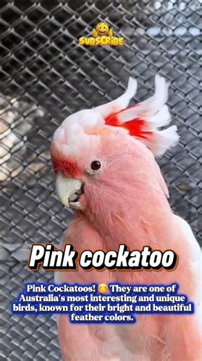 Pink Cockatoo #shorts #animallovers #cockatoo #pink #australia