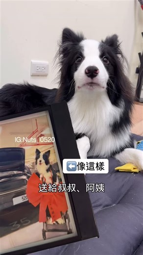 Nuts🌰 | 🖤 🤍Nuts感謝祭 🤍🖤 想把博士寶寶Nuts 帶回家嗎？ 慶祝Nuts 的IG有5000名 雲端哥哥、雲端姐姐❤️愛的追蹤❤️ 🎁 ：Nuts 神秘拍立得1張*5名 五張完全不同的未公開照片 🌰 參加方式 1️⃣ 追蹤 IG 👉🏻 @nuts_0520 2️⃣... | Instagram