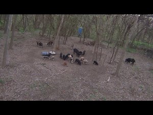 21 Feral Hogs at the Feeder, No Black Jack