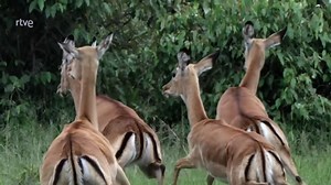 EL MASAI MARA, Historias de la sabana Masai Mara en Kenia, África Oriental. Vastas llanuras abiertas atravesadas por un caudaloso río que rige el ciclo de la vida. Aquí todavía sobreviven animales como hace millones de años. Narrado por un masai, estas son las historias salvajes de su tierra. Descubrimos cómo los herbívoros crearon la sabana africana. Nos acercamos como nunca a la implacable competencia entre leones y hienas, tanto de día como de noche. Hay un evento natural épico que sucede cad