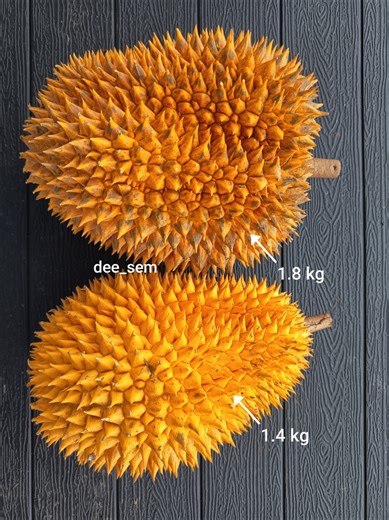 Exploring Rare Durian Varieties: Unique Colors and Flavors