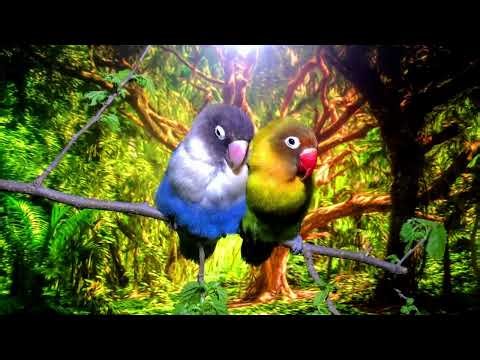 Most Colorful Birds In The World | Stunning Nature | Birds Sounds | Ultimate Birdwatching Experience