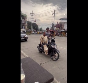 Five pet dogs ride on motorcycle with owner