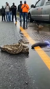 “Drivers Stopped Cold After Seeing This electra eel Showdown on a U.S. Road 😱 #wildlife #animal | Lalit Kumar
