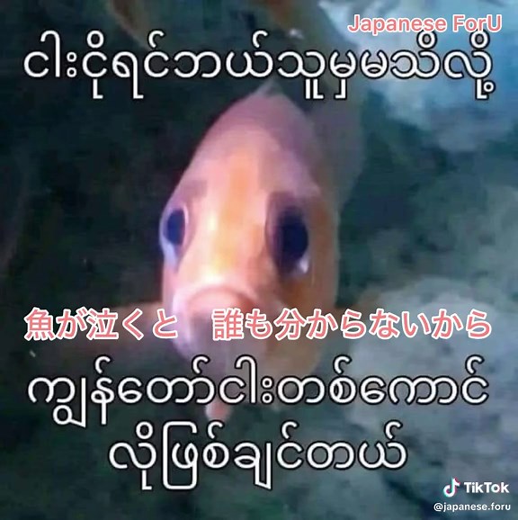 🤓#japanese #learnjapanesewithme #4u #japaneseconversation #日本語