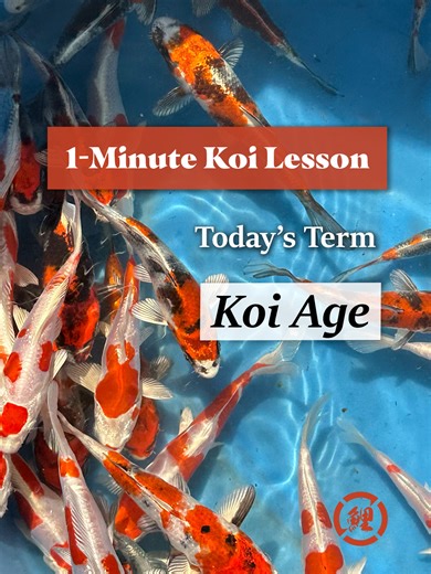🎥 1-Minute Koi Lesson Did you know koi age has names in Japan? 👀 Tosai, Nisai, Sansai… each term shows how many winters a koi has lived — and hints at its future growth and color. 👉 Learn koi the easy way, one minute at a time. 🐟 Kodama Koi Farm #1MinuteKoiLesson #KoiTok #KoiAge #Tosai #Nisai #Sansai #Nishikigoi #KoiLovers