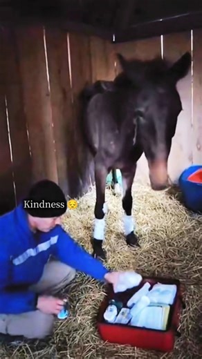 AnimalRescue trend #AnimalFirstAid #KindnessForAnimals #SaveAnimals #AnimalCare #BeKind