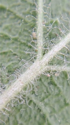 Amblyseius swirskii in ageratum #phytoseiidmites #biodiversity