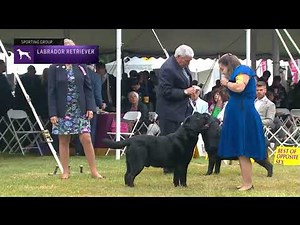 Retrievers (Labrador) | Breed Judging 2022