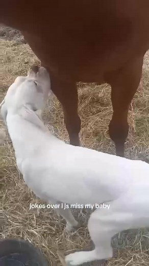 We are still missing our Fur Baby Hes 3 Years Old Today. We miss him dearly and want him to come home. Been missing since Saturday October 25th 2025.. If You See Him Please Call 662-681-4305 | Mallari Parker