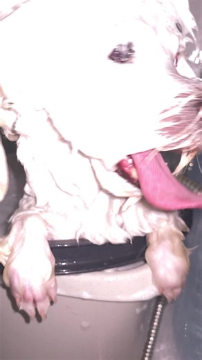 Videos de Bonito_Bonka (@bonito_bonka) con “оригінальний звук - 🐱Irinka🐱”