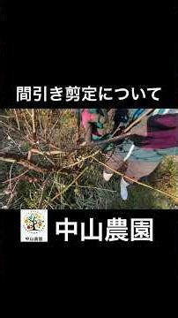 Pruning plum trees [thinning pruning] #agriculture #gardening #plum #pruning #shorts #short