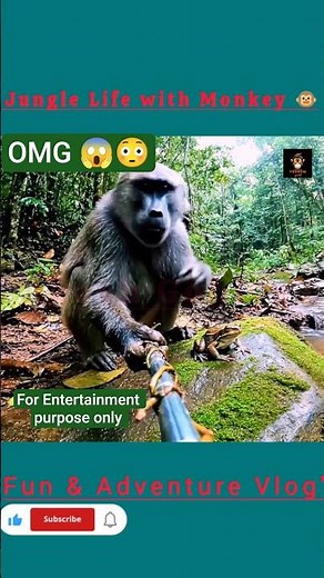 "Monkey Vlog in the Jungle 🌿 | Amazing Wildlife Moments"। #monkeyvlog #funnymonkey #trends @Mrbeast