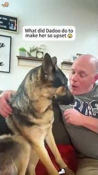 Funny german shepherd dogs 🐶🤣😂🤪usa funnyvideos funnymoments dog do