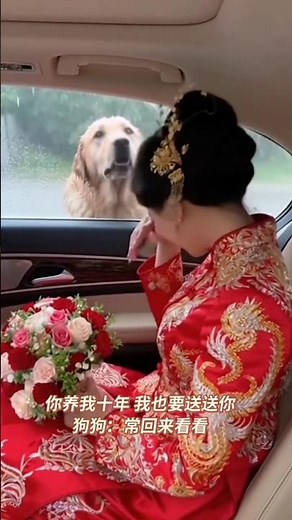 ये देखो दुल्हन जब अपने घर जाती है तो दुल्हन को देखकर डॉगी बहुत रोता है