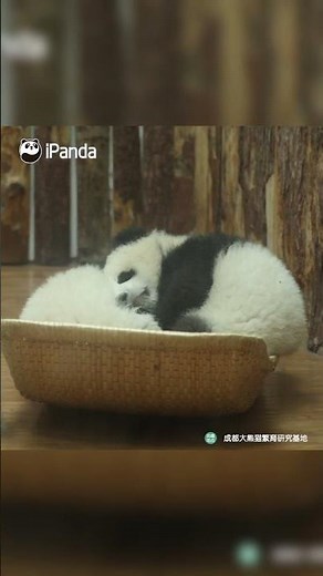So Cute And Peaceful! Baby Pandas Can Sleep Anywhere In Any Posture | iPanda #shorts