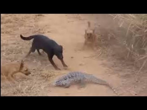 TEIÚ| ATACANDO PESSOAS E CACHORROS.