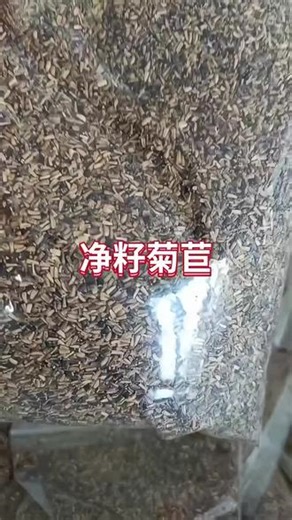 大叶菊苣种子，多年生宿根，可以重复茬割#养殖户 #牧草种子 #菊苣