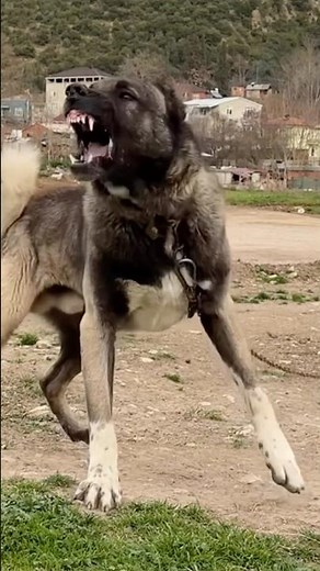 दूनिया के सबसे ख़तरनाक 4 कुत्ते 🤯 #max #pitbull #facts #dogfacts #shorts #shortsfeed #pets #petlove