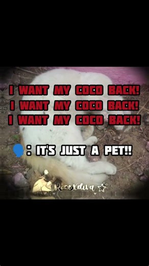 The day I lost him...🥀🥀#like #subscribe #goviral #viral #100kviews #10klikes #1ksubs #fyp #famous !!