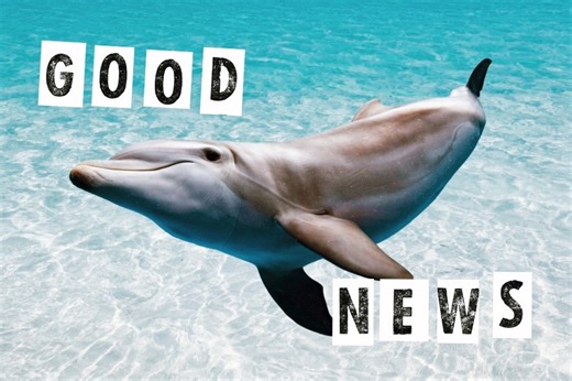 【2025年4月】イルカの言葉を通訳できるAI登場？グッドニュース5選 | 世界のソーシャルグッドなアイデアマガジン | IDEAS FOR GOOD